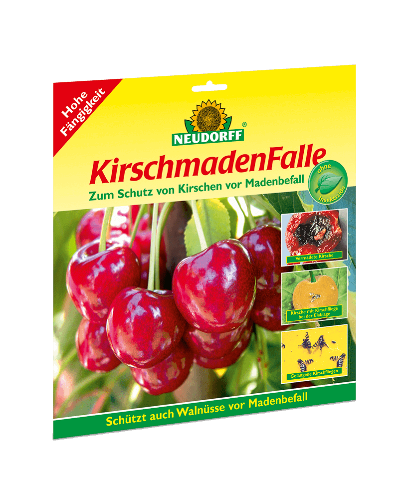 KirschmadenFalle